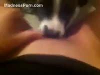 MadnessPorn - K9 sucks and fucks wet pussy